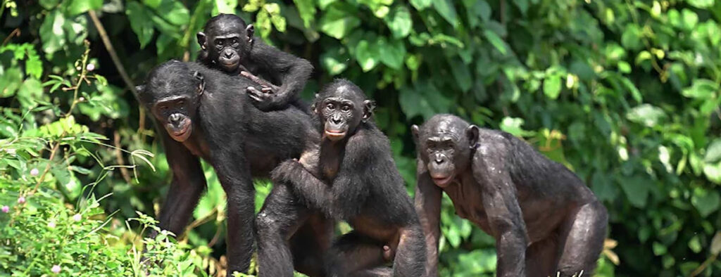 Bonobos - Karte